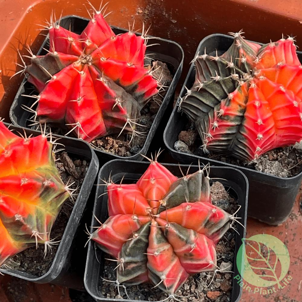 Peony cactus potted plants, succulent plant combination potted plants, easy to maintain, suitable for all seasons, green plants decorated in the living room and windowsill, no need for frequent watering, drought tolerance