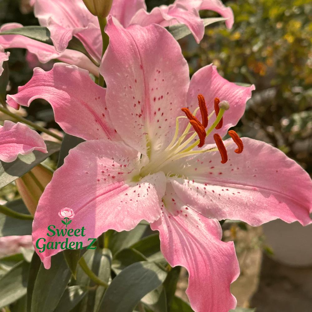 Annual flowering pink lily bulbs bag, fragrant potted flowers, suitable for balconies and courtyards, large and bright flowers, long flowering period, easy to manage and high survival rate, novice-friendly, a must for romantic home gardening landscapes