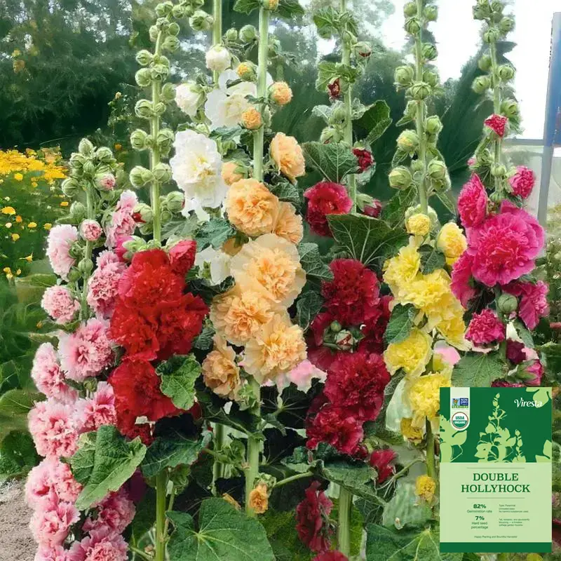 [Promise: Germinate or Refund]500pcs Double Hollyhock Seeds 'Radiant Rose - Mixed Colors, Non-GMO Heirloom, Hardy Biennial for Vibrant & Tall Blooms Plant Garden Outdoor Flower Pot Decorative Tulip