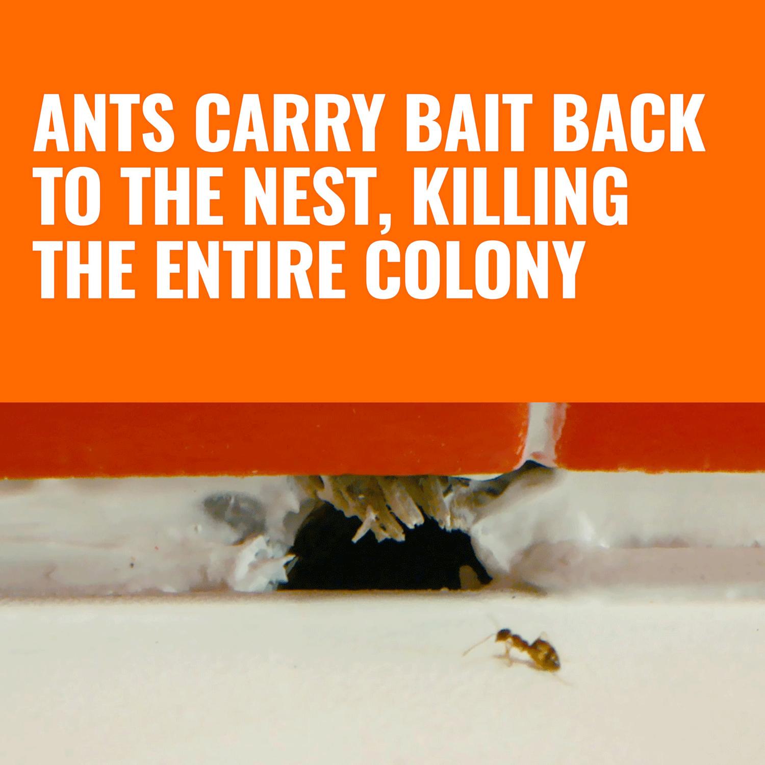 Terro Ant Killer Bait Station T300b, Effective Indoor Ant Control, Liquid Bait Eliminator, Quick-Acting Ant Trap Solution, 6 Count Stations