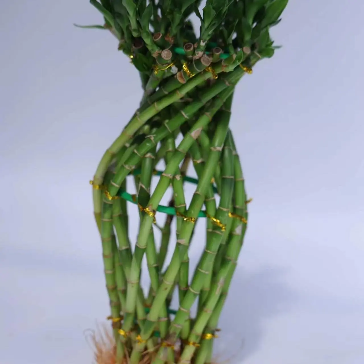 LUC5BB-0   (250)   OHF   Big bottle Lucky Bamboo - No pot