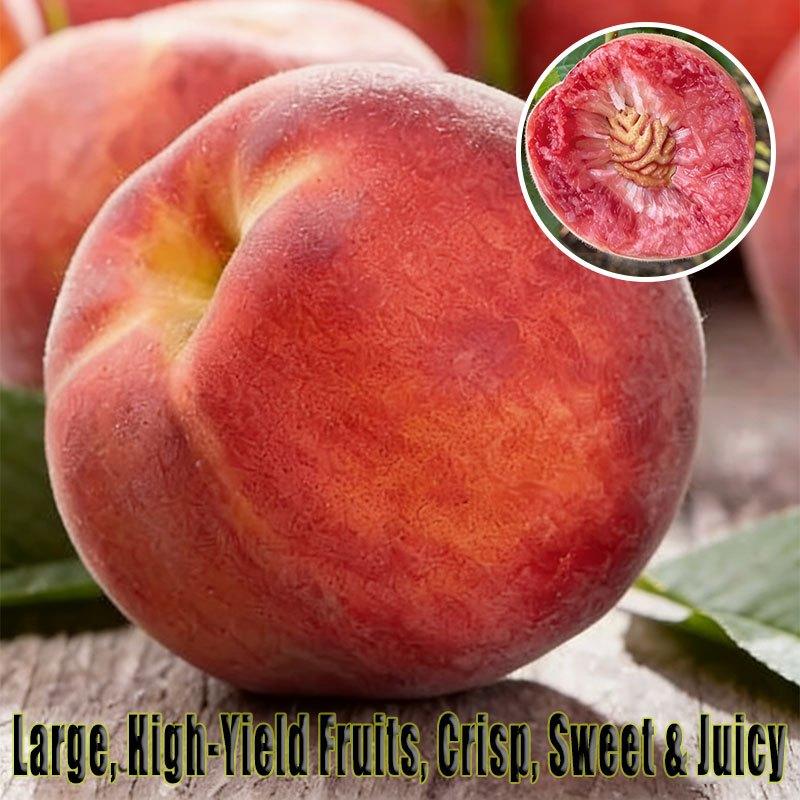 Grafted Peach Saplings - Richly Sweet & Juicy with Strong Roots for Potted Plants - Easy Maintenance and Abundant Harvest
