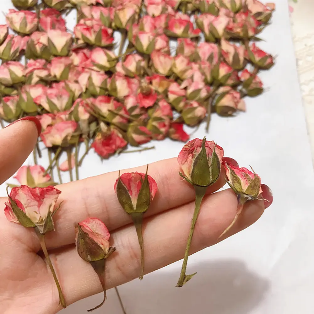 36/72pcs Side-Pressed Small Rose Buds Dried Flowers - Decorative Ornaments for DIY Handmade Projects (Photo Frames, Bookmarks, Phone Cases, Coasters, Pendants, Hair Clips) - Wedding, Mother's Day Gifts, Plants