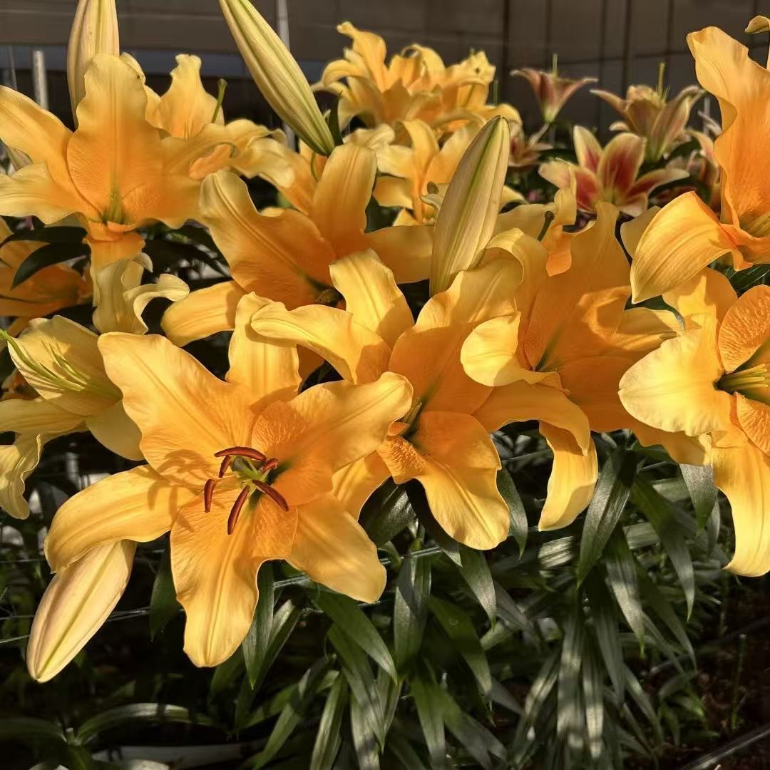 Yellow perfume lily flower bulbs - hardy scented flower bulbs, suitable for outdoor gardens and indoor potted plants, easy-to-grow perennial flowering plants