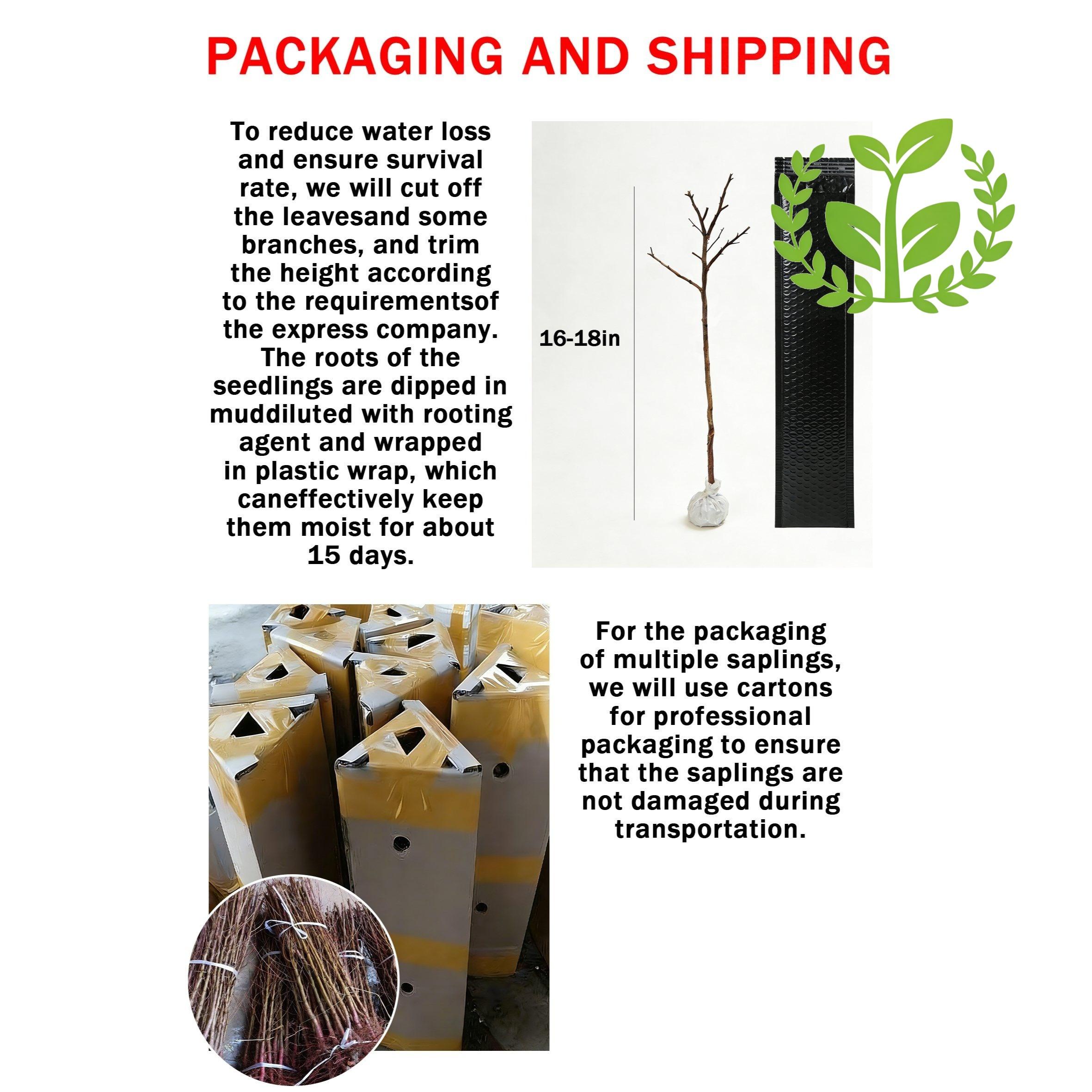 Peach tree seedlings for beginners