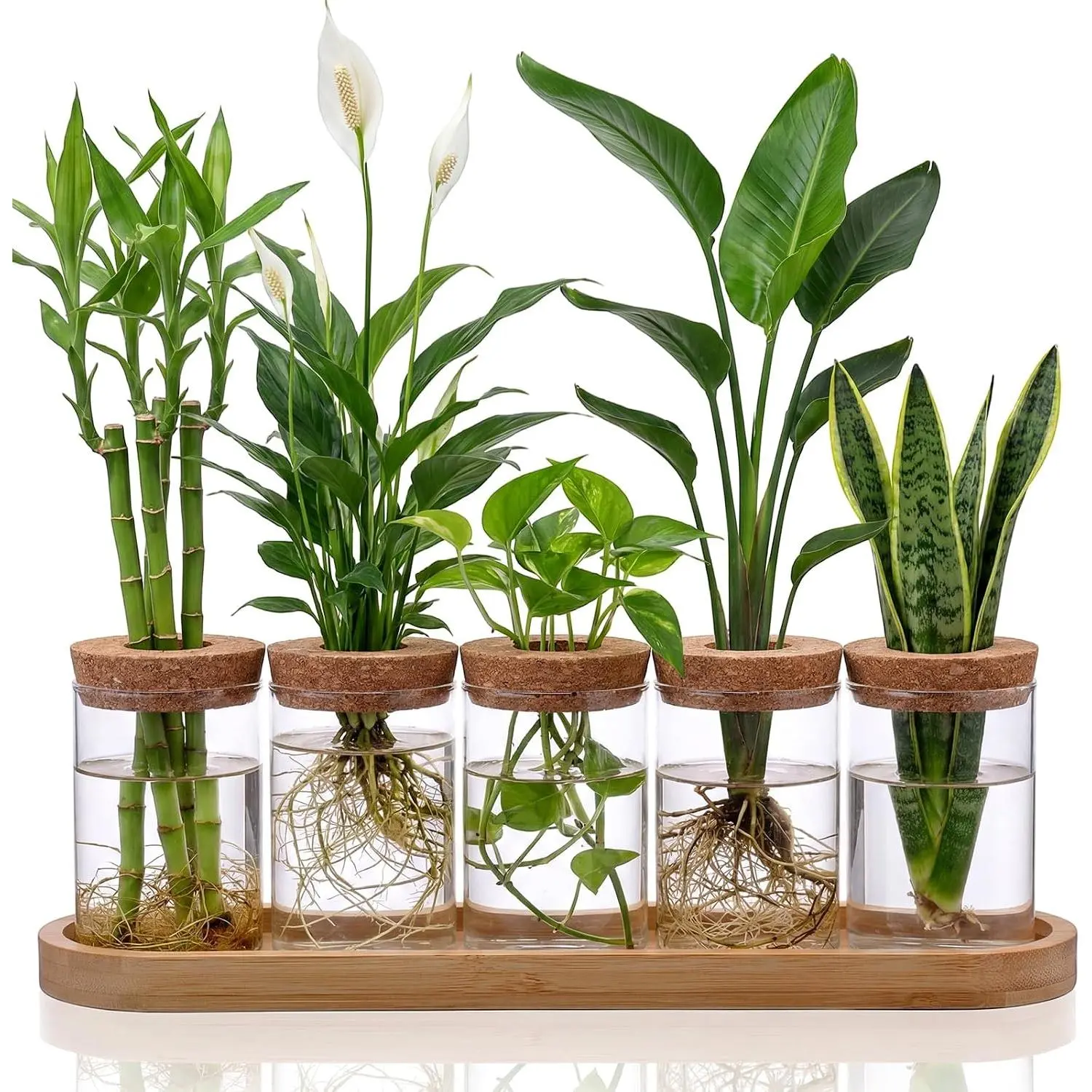 5 Pack  Propagation Station Hydroponic Glass Jar Terrarium with Cork   Tray Desktop Planter for Rooting Cuttings  Office Garden Decor