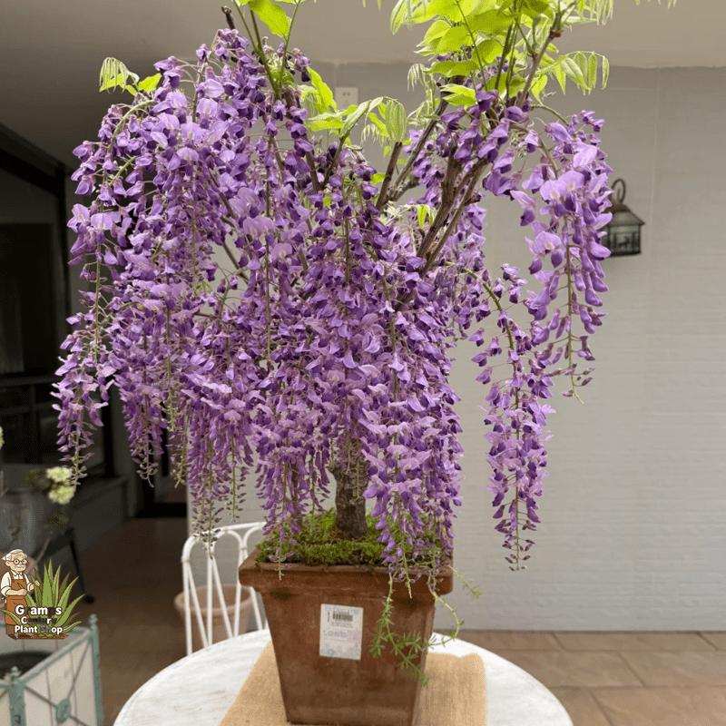 Potted-friendly wisteria seedlings, suitable for beginners to be easy to cultivate, resistant to semi-shade and elegant blooming, specially designed for balcony flower pots and leisure garden decoration