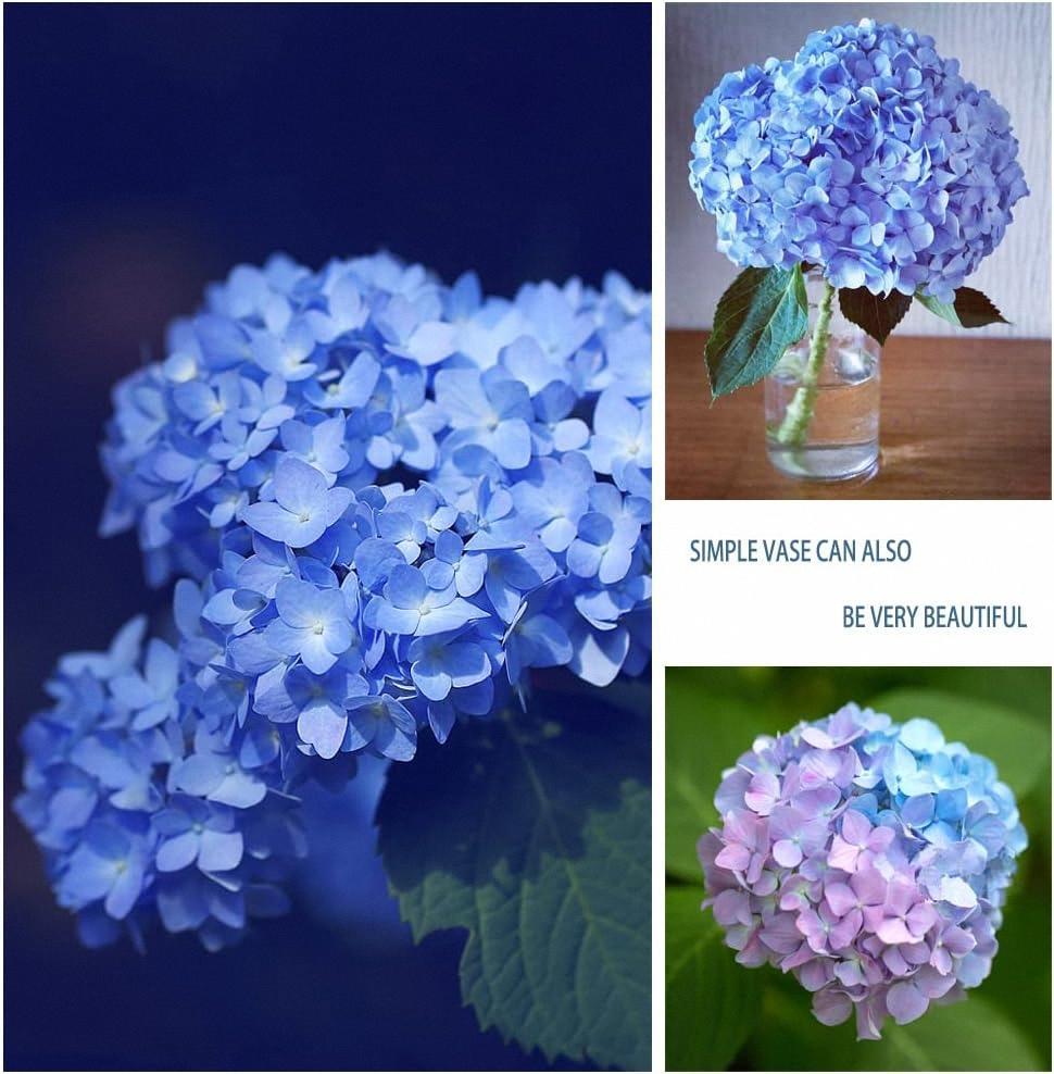 Garden Plants Seeds Large Hydrangea Seeds 50Pcs Mixed Colour  Flowers Multi-ColorFour-Season Blossoms Outdoor Garden Dwarf