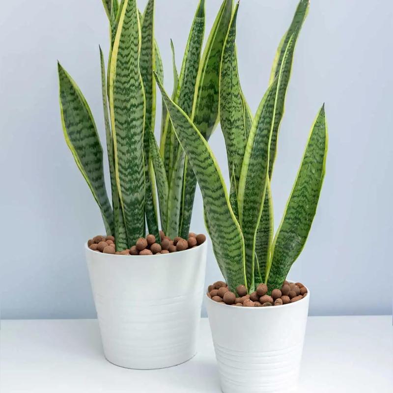 4LB Leca Clay Pebbles for  4mm-16mm Lightweight Clay Balls   Hydro Balls for Aquarium Potted  Hydroponic Growing Gardening Orchids Drainage Decoration Aquaponics