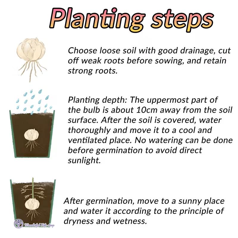 Smiley Lily Seeds - Unique and Cute + Easy to Grow + Compact