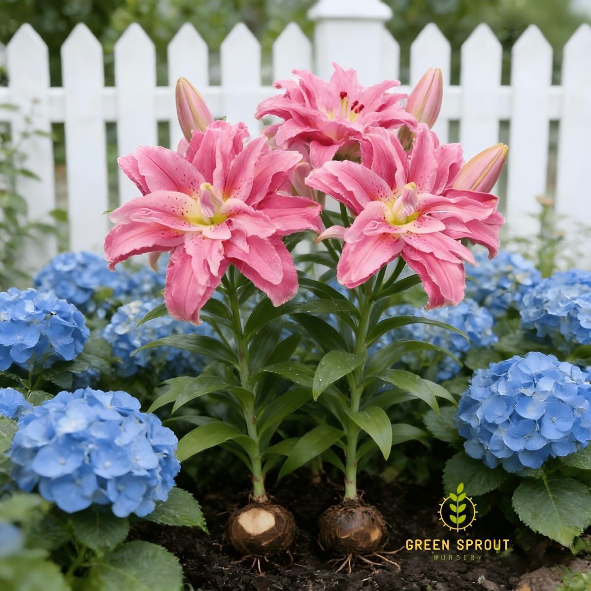 Pink lily bulbs - sweet double flowers for gardens and flower arrangements | easy to grow perennial bulbs | attract hummingbirds | perfect for home gardens and patios