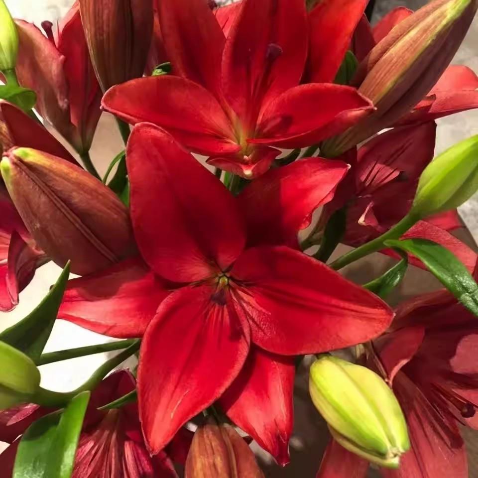Lily Seed Balls - Potted Plants, Bright Red Flowers, Perfect for Garden Decor, Balcony Tabletop Flowers