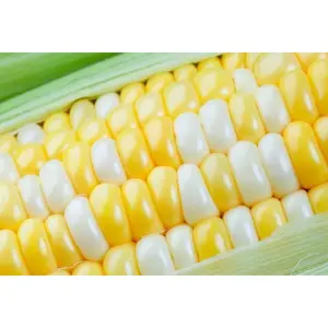 Peaches and Cream Sweet Corn Seeds (250+ Seeds) – Bicolor Yellow and White Kernels, Sugary Enhanced Hybrid for Home Gardens, Tender Sweet Flavor, Summer Harvest Vegetable Seed