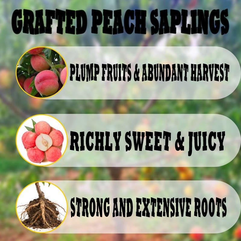 Grafted Peach Saplings - Richly Sweet & Juicy with Strong Roots for Potted Plants - Easy Maintenance and Abundant Harvest