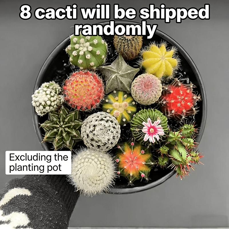 8-Piece cactus ball set, random delivery, a variety of cacti, compact space-saving, office desktop creative potted plants, fresh delivery