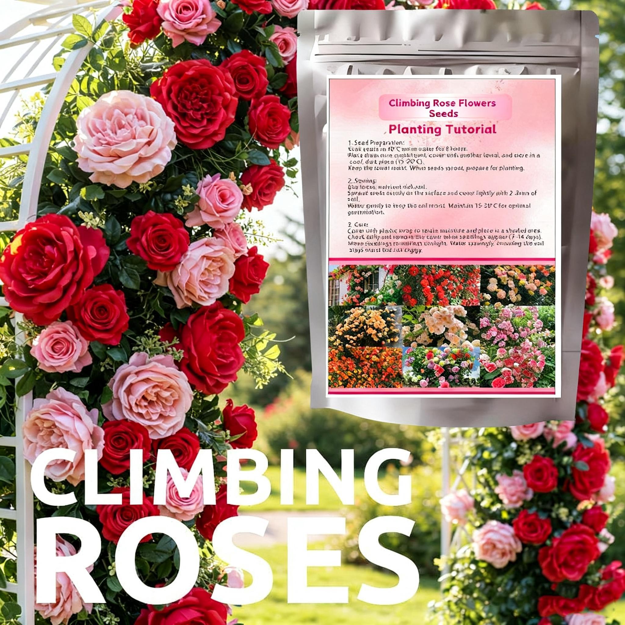 200 PCS Climbing Rose Rosa Seeds for Planting Outdoors  Garden