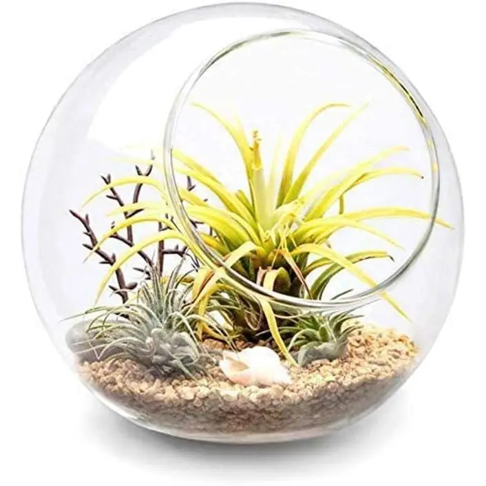 Terrarium Display Glass Tabletop Succulent Air  Planter Globe Microlandschaft House, M
