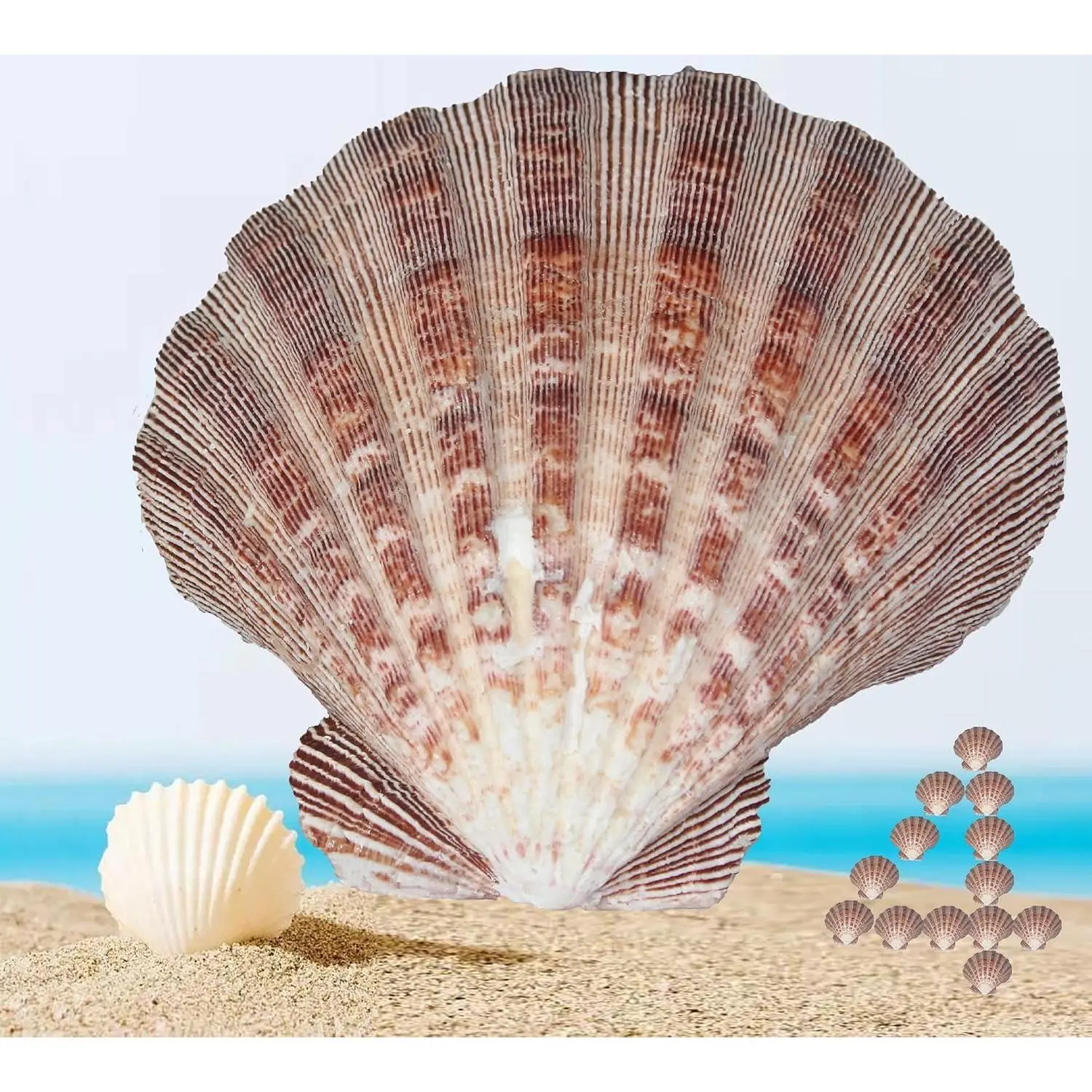4 Pcs Polished Large Scallop & Brown Lion's Paw Sea Shells 5-6 Inch, Ocean Beach Seashells for Home Decoration, Art Craft, Vase Filler & Fish TankGift
