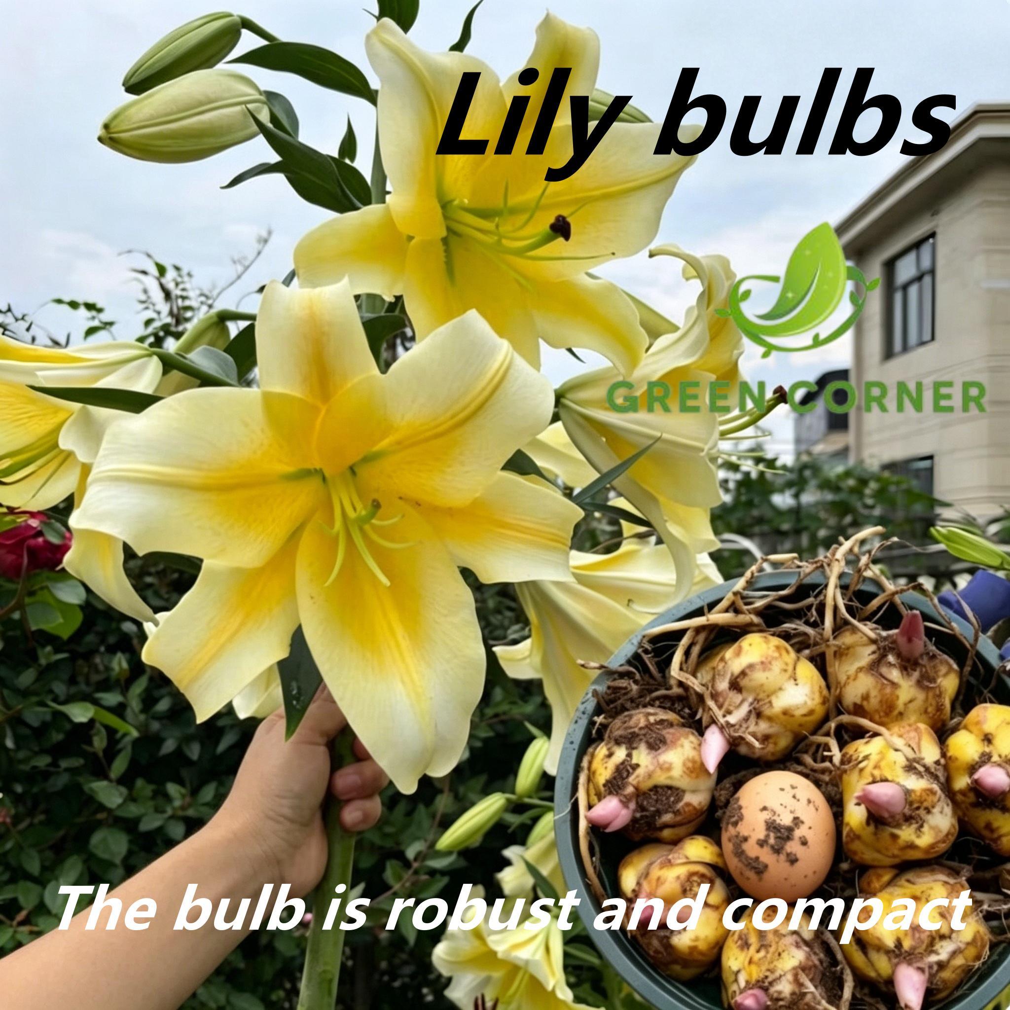 Yellow perfume lily flower bulbs large, rich fragrance, bright colors, long flowering period; even beginners can easily achieve rich flowering