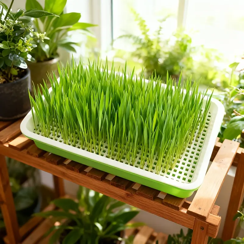 1 set of seed germination tray set with hydroponic system - plastic seedling tray with drainage holes, lid, and grid tray, suitable for peas, beans, wheat, vegetables, and herbs -/outdoor gardening suitable for urban agriculture, balconies, and windo