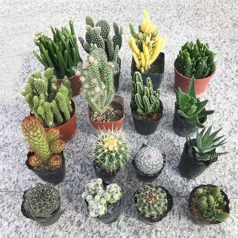 8 random cactus combinations, 8 unique varieties – low-maintenance succulents for balconies and windowsills
