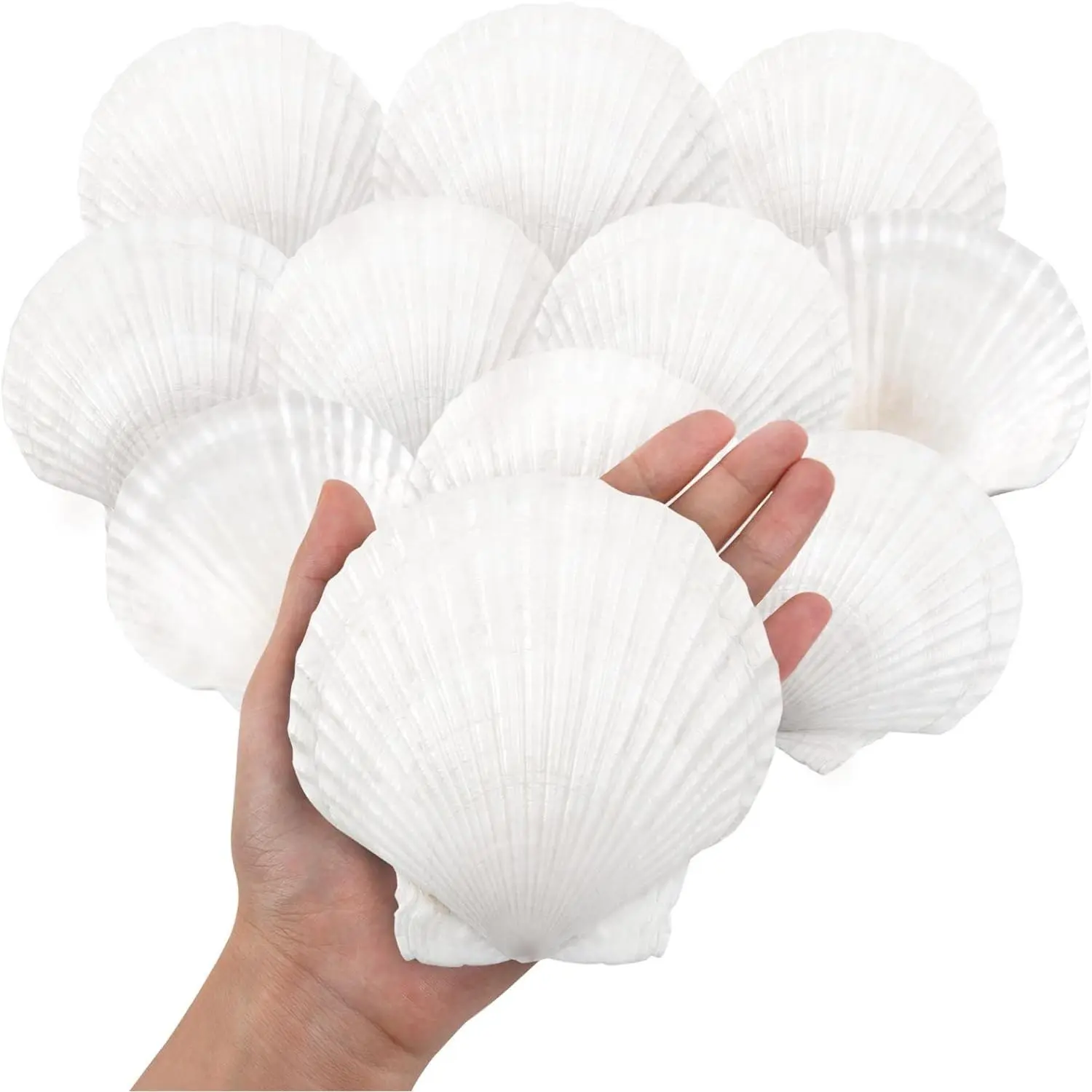10PCS 4''-5'' Large Natural White Scallop Seashells Bulk for Crafts DIY Painting Baking Beach Wedding Ocean Themed Party Home Decorations