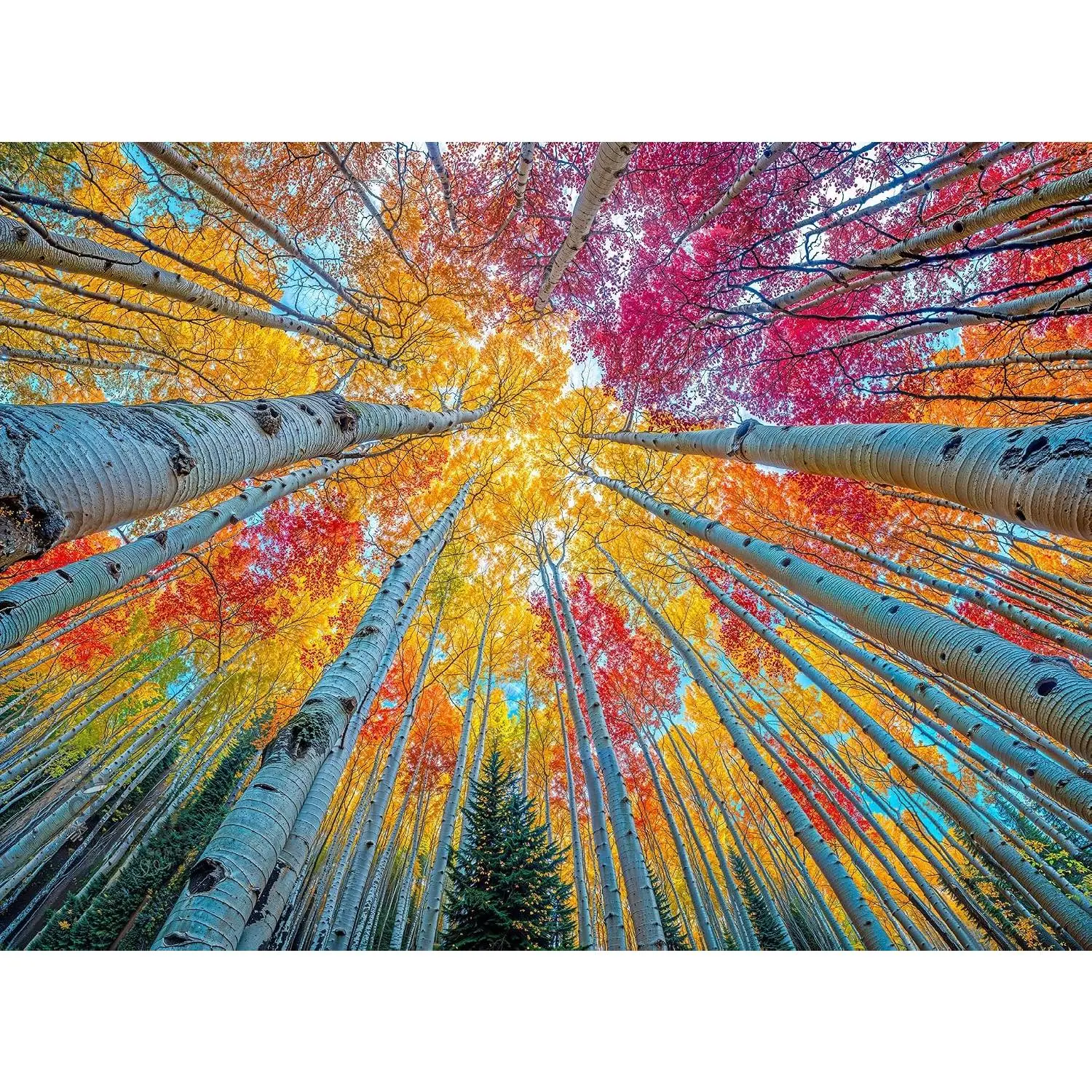 Cross & Glory | Jigsaw Puzzles for Adults | Sky Through The Aspens | Golden Autumn Forest Puzzle | 2mm Thick Pieces | Bonus Reference Poster | Satin Finish | Ages 14+