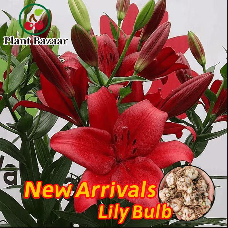 Lily Seed Balls - Potted Plants, Bright Red Flowers, Perfect for Garden Decor, Balcony Tabletop Flowers