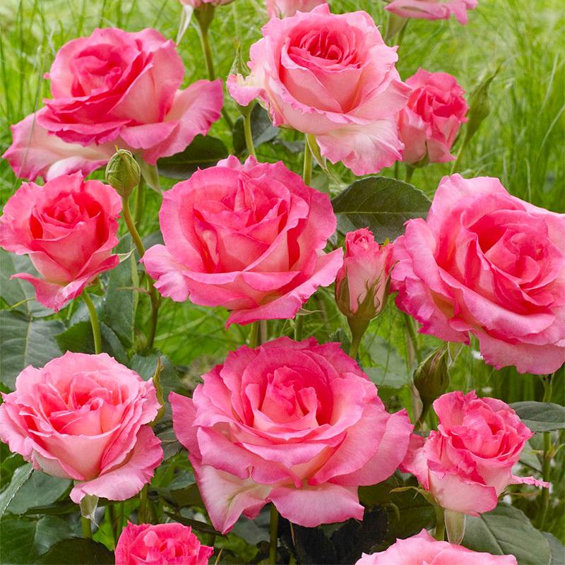 200 + Mixed Rose Seeds - Outdoor Flower Seeds, Rose Seeds, Home Garden Blooms