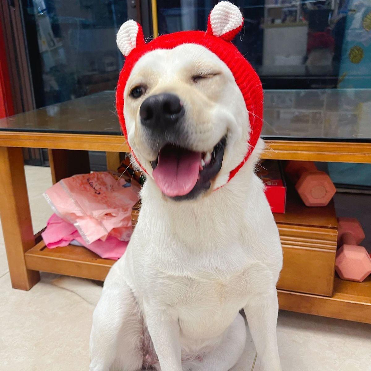Pet hat winter medium and large dog Labrador golden retriever funny hood warm cute puppy hat cartoon