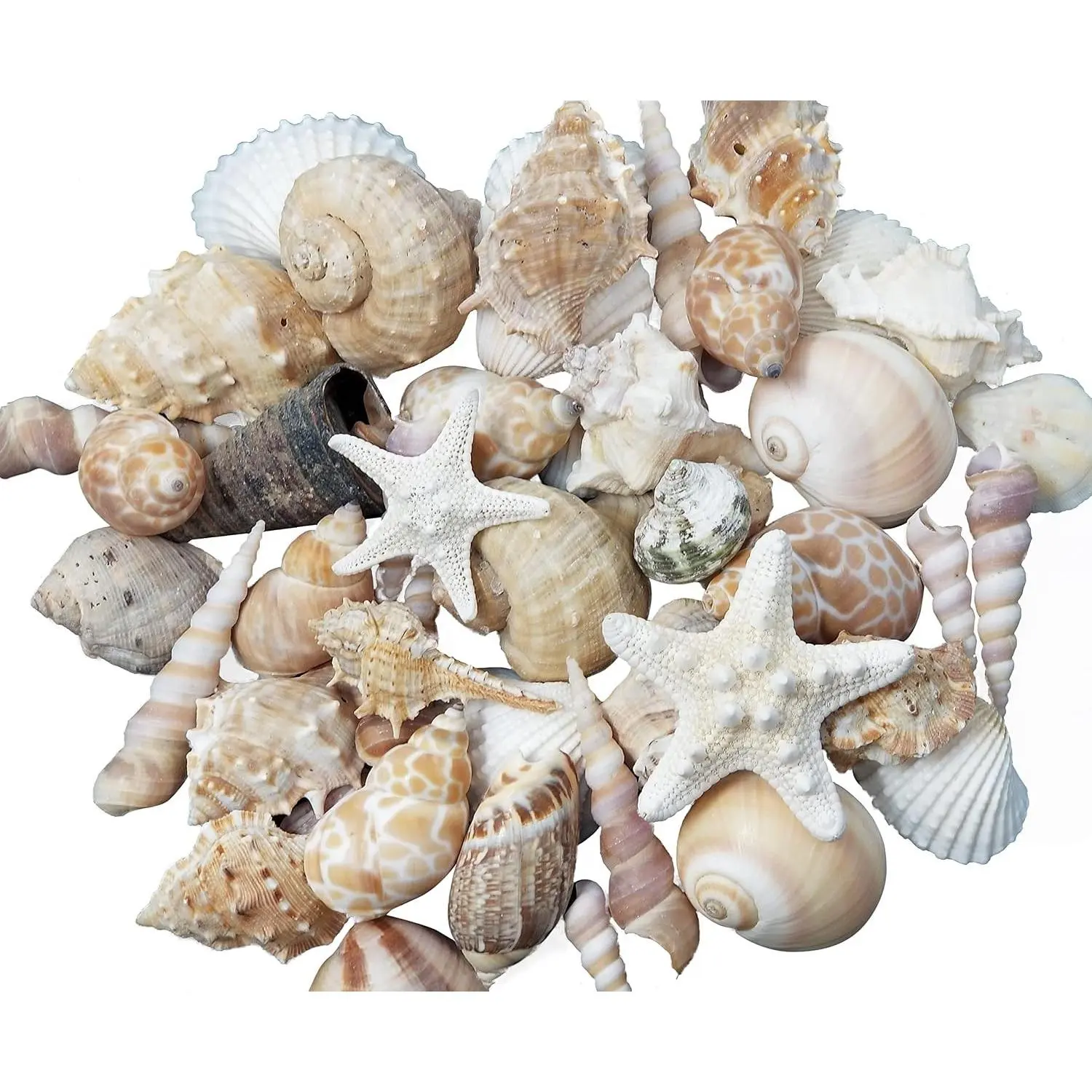 Real Sea Shells 1 LB Medium Natural Seashells for Crafts, Decorating, Beach Decor, Coastal Home Decor, Weddings, Classrooms, Vase FillerGift