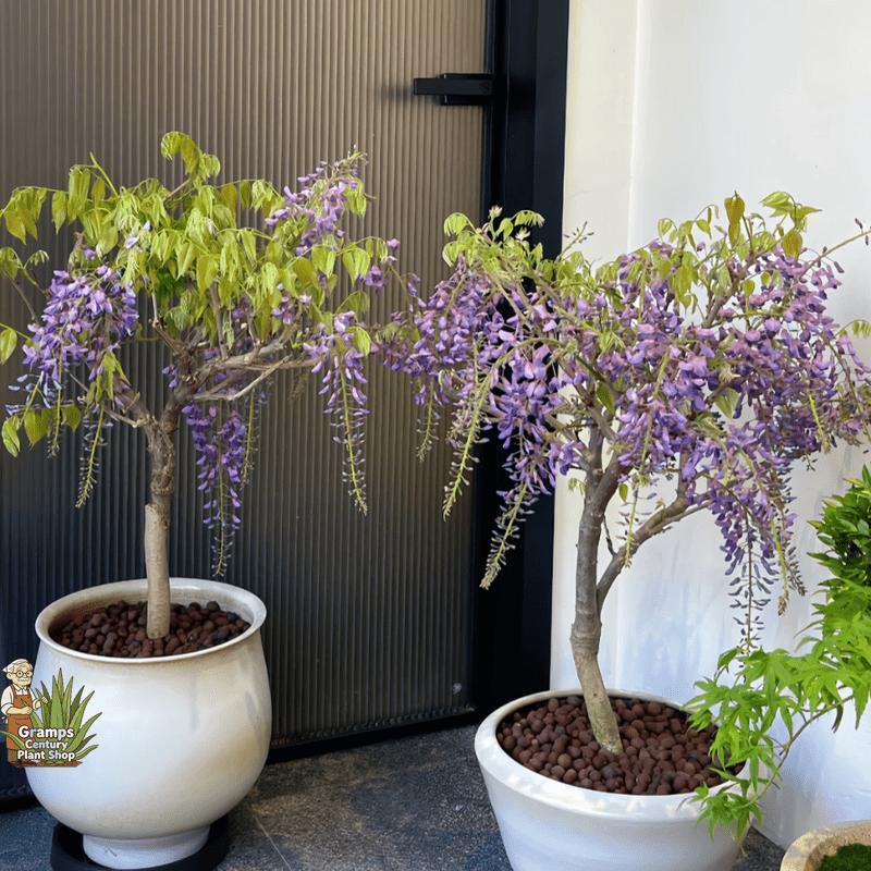 Potted-friendly wisteria seedlings, suitable for beginners to be easy to cultivate, resistant to semi-shade and elegant blooming, specially designed for balcony flower pots and leisure garden decoration