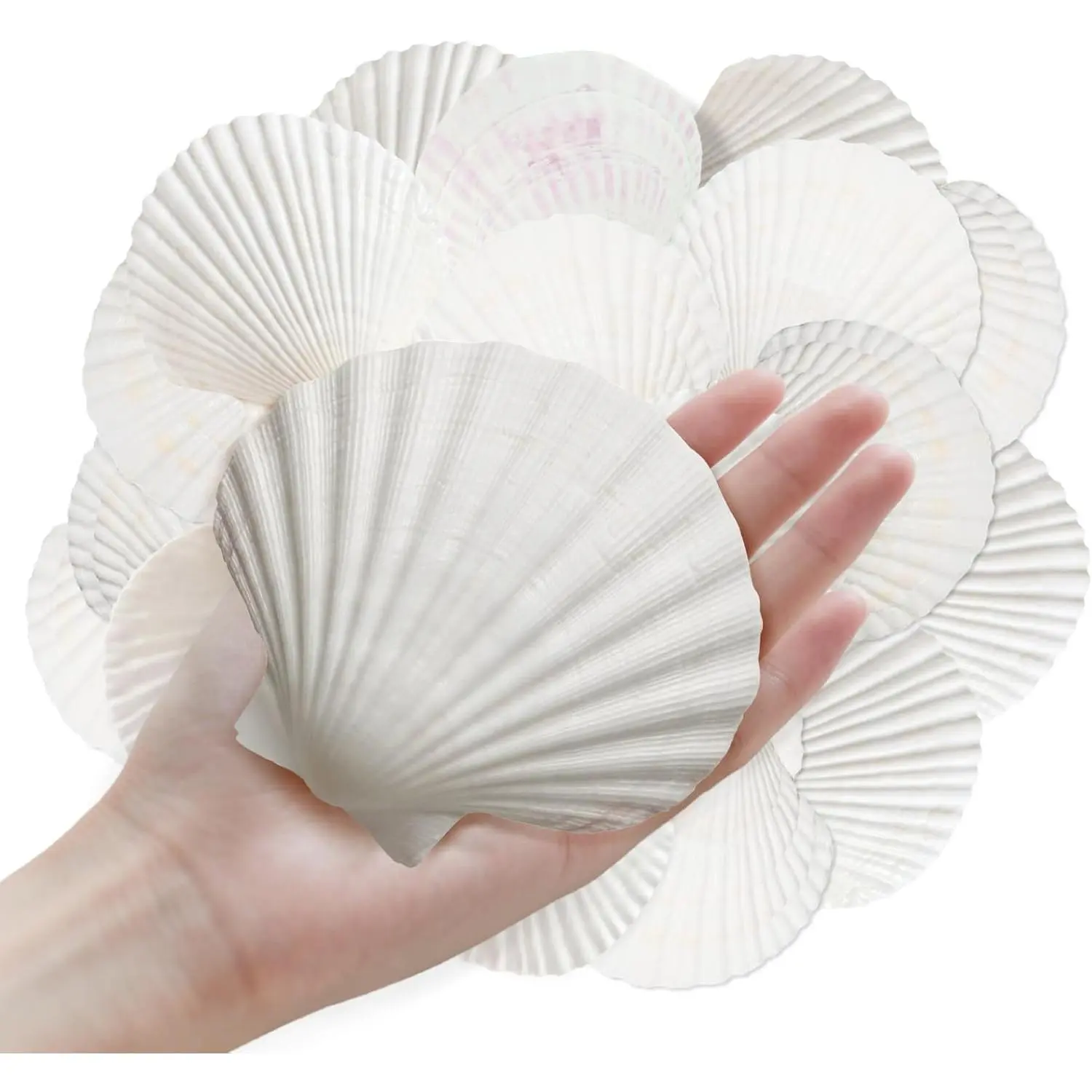 10 count 4-5“ Sea Shells   for Crafts - DIY  Holder Large Painting Beach Decorations  Themed Sea Party Wedding Shell Bowl
