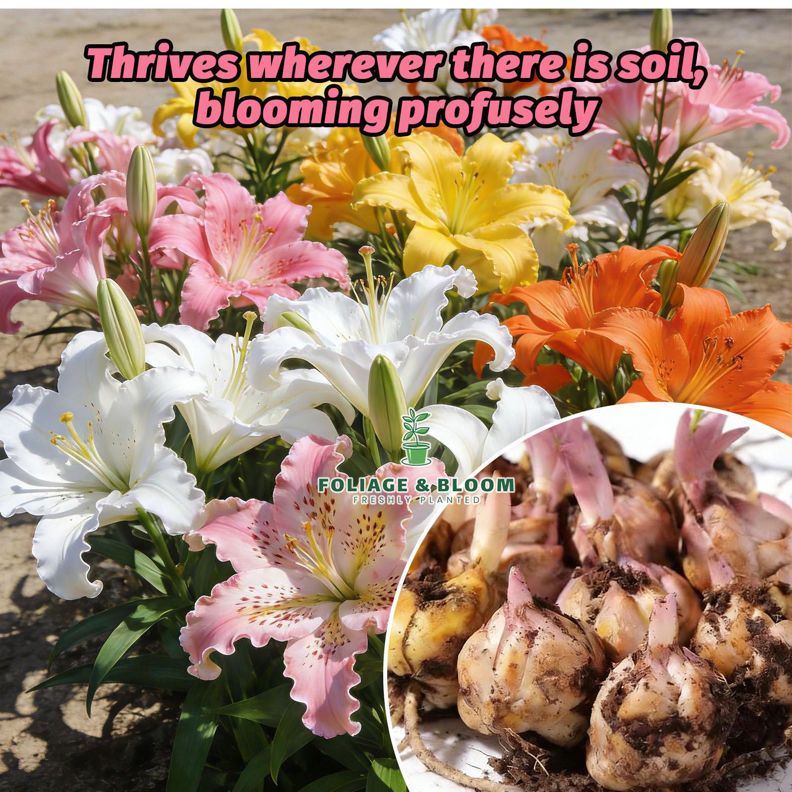 High-quality perfume lily flower bulbs, big fragrant flowers, shipped with buds, flowering all year round, suitable for indoor and outdoor potted plants, cold-resistant and easy to grow