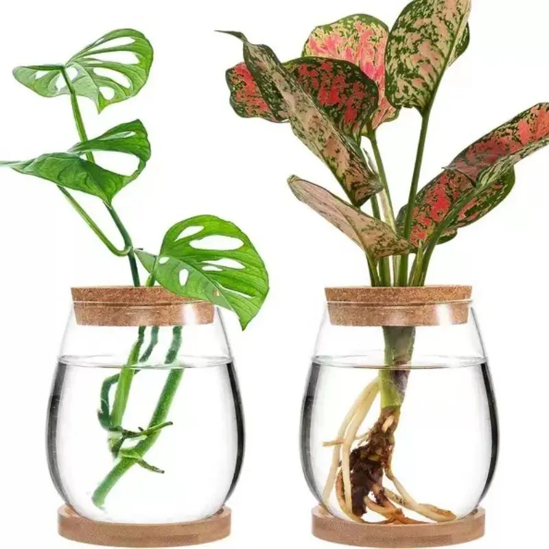 2 Pack Hydroponic Glass Plant Vases with Cork Lids & Wooden Base, Clear Bulb Shaped Water Propagation Station, Modern Glass Planter Jar for Home Desktop Office Decor, Plant Cutting Terrarium Container, Flower Vases