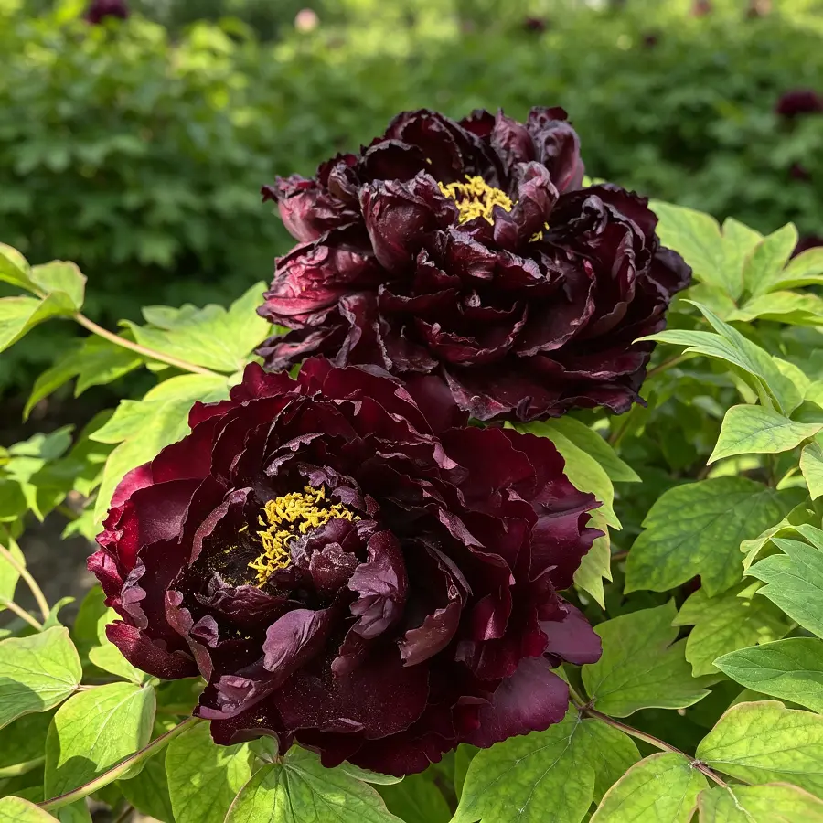 20 Pcs Pack Peony Flower Seeds - Extremely Hardy Outdoor Plants, High-End Cut Flowers, Fragrant Bloom, Long-Term Grow, Easy Planting for Sun or Partial Shade, Garden Supplies, Garden Investment