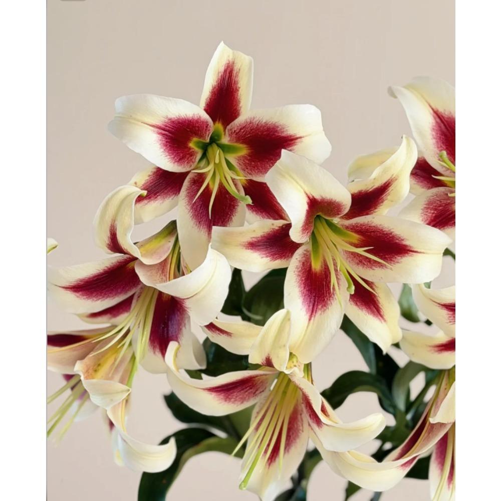 Wangchuan Autumn Water Lotus - Solid Bulbs + Bright Flowers + Compact Potted Flowers