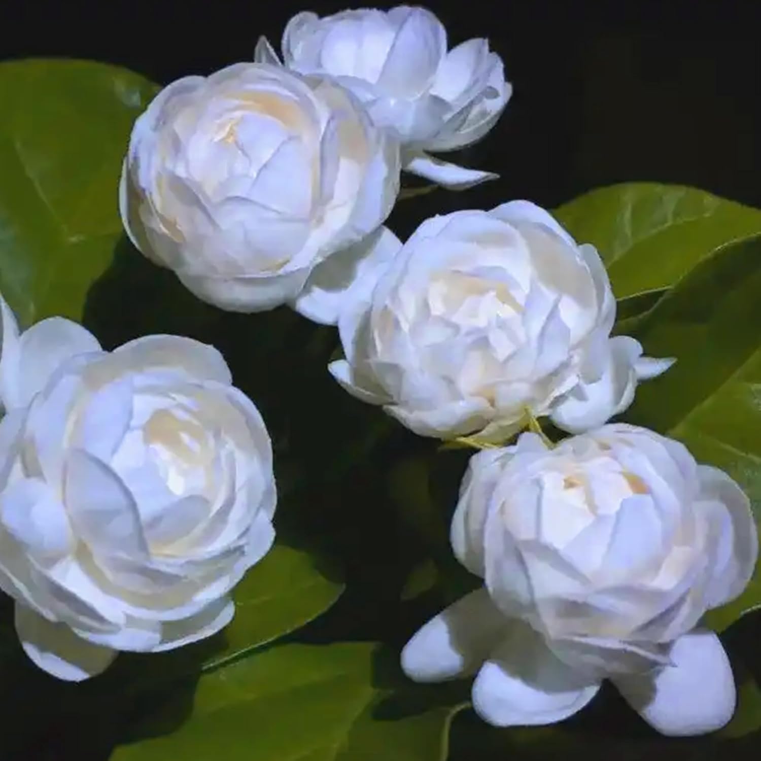 50+ Pcs Mixed Color Jasmine Seeds  for Planting Outdoors