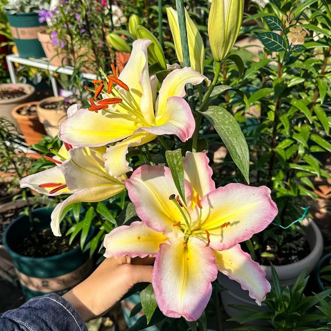 Rainbow lily bulbs, blooming flowers with yellow pink edges, easy to grow, suitable for home gardens and cut flowers