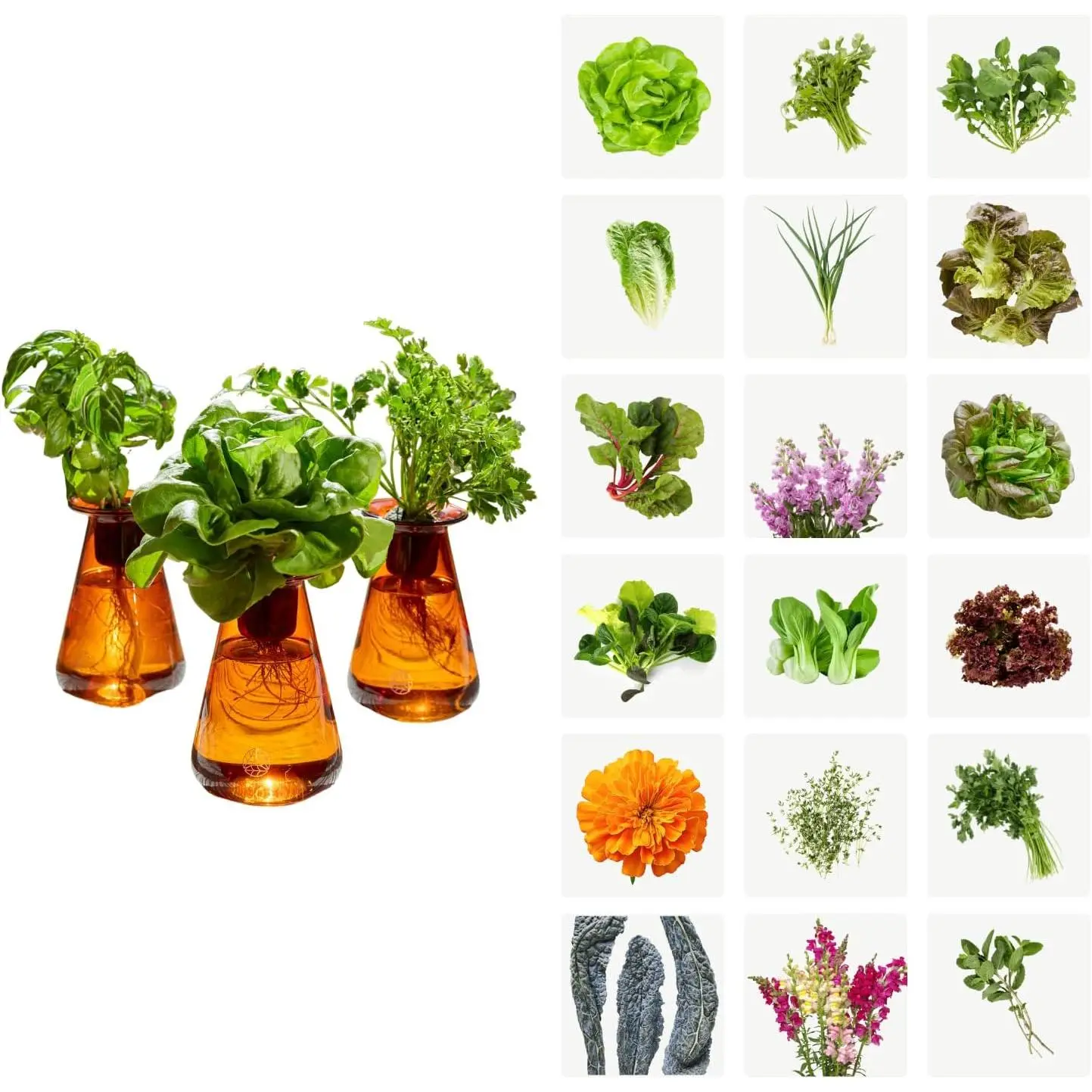 Counterstand Hydroponic Garden, Indoor Gardening System Hydroponics ing System Kit,  Garden Planter Indoor Kit Countertop Vase Style No  Light | Indoor  & ing System, 3 Seedlings Included, Countertop Planter, Decorative Vase Design
