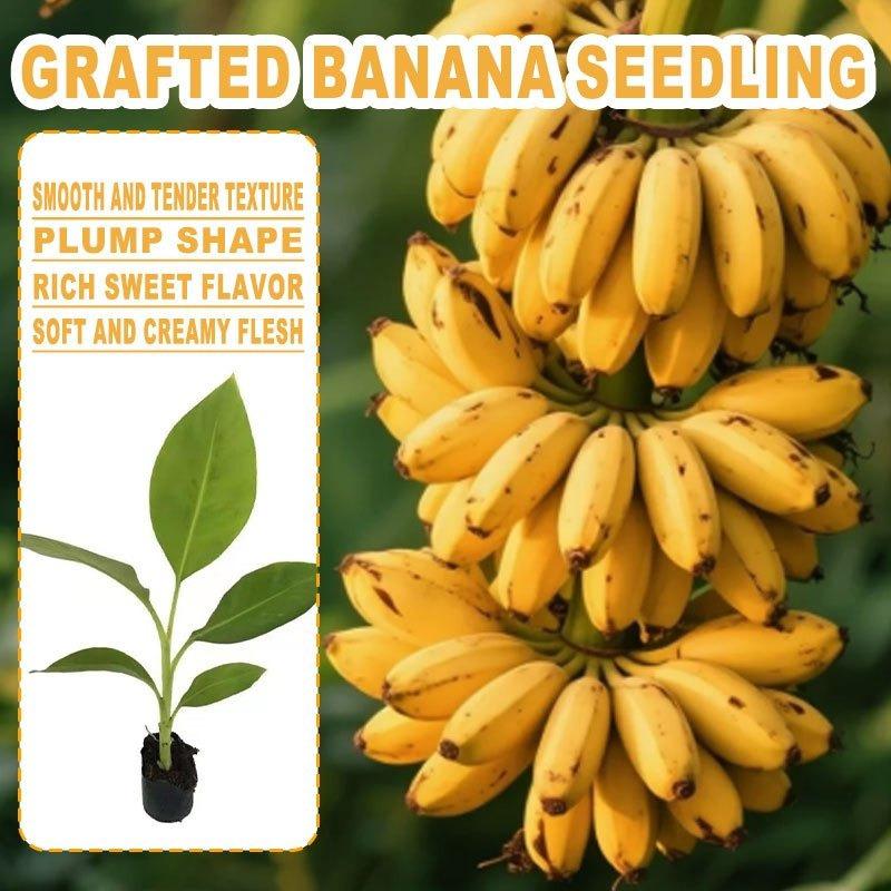 Grafted banana tree seedlings, vibrant fruit plants, fast-growing, suitable for home gardens and gardens