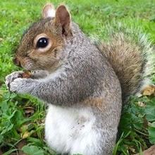 Quality Rat Trap, Humane Live Animal Mouse Cage Traps, Catch and Release Mice, Rats,Chipmunk, Pests, Rodents and Similar Sized Pests for Indoor and Outdoor, 10.6 X 5.63 X 4.33 Inches, One-Door