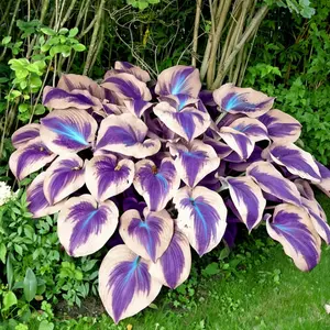 300 high-quality hosta seeds  . guaranteed viable with no bad seeds. A perennial shade plant, perfect for gardens and yards. Made in the USA |   Non-GMO |