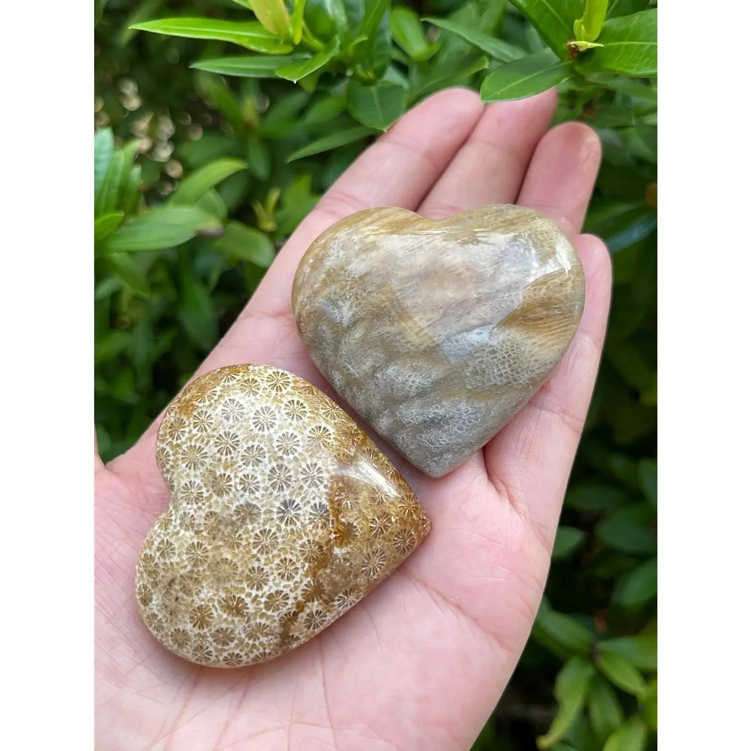 Large Fossil Coral Heart, 1.75" Polished Fossil Coral Puffy Heart, Fossil Coral Worry Stone, Palm Stone, Fossil Coral Heart Stone