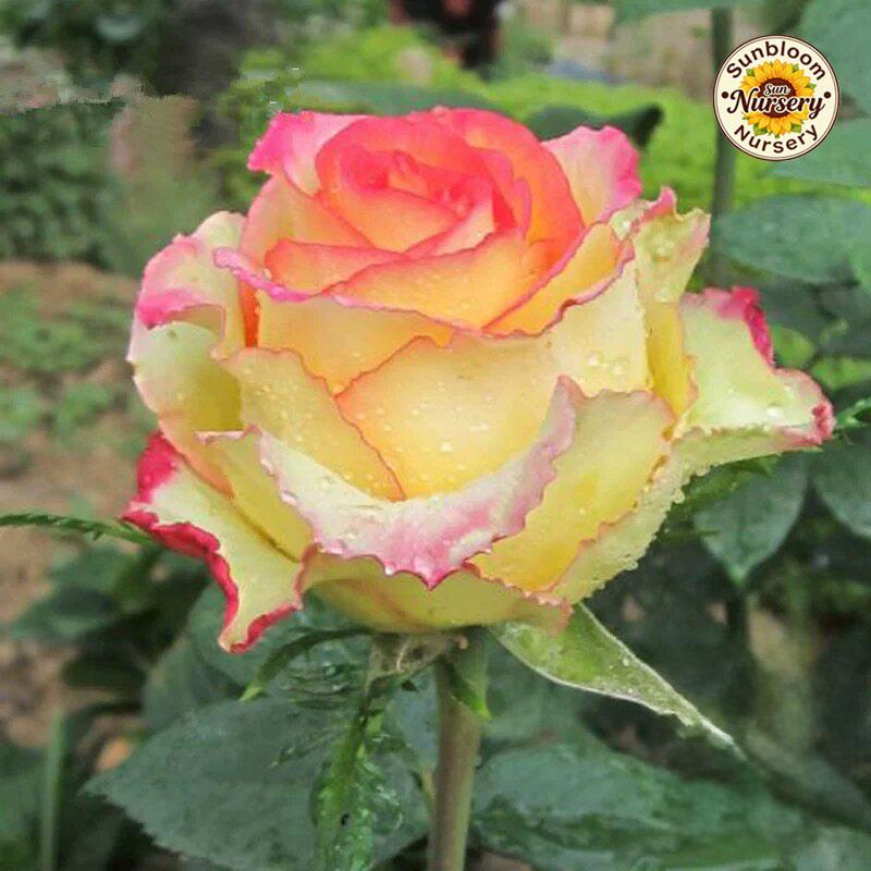 Butterfly Rose Seedlings | Outdoor Garden and Home Decoration Flowers Rose Plants