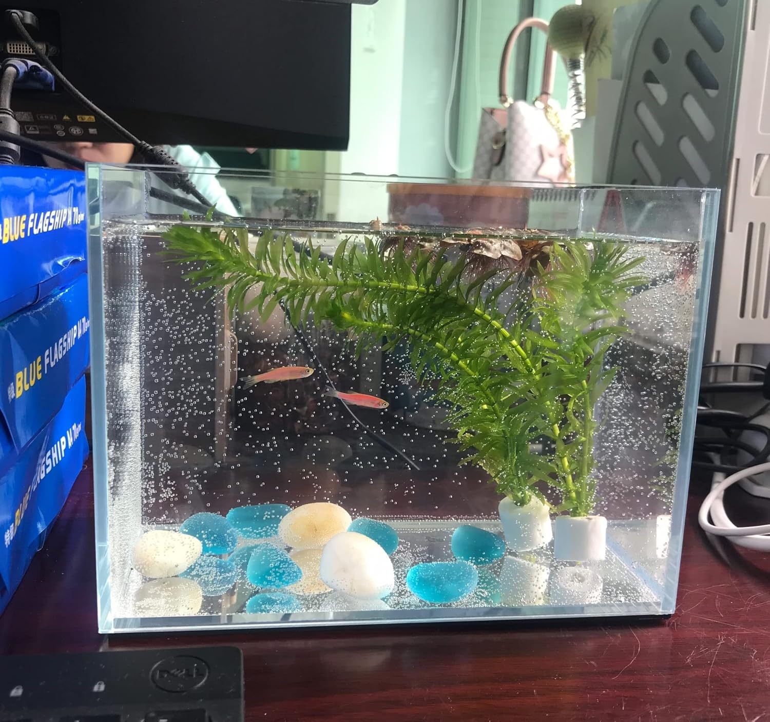 Small Nano Rimless Clear Glass Fish Tank 11 Gallon 7.8x5.5x5.9 Inch Betta Tank for Small Fish