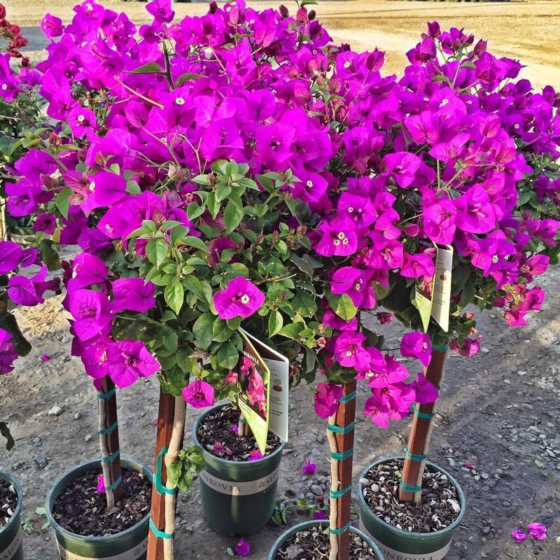 Multicolored bougainvillea, 50 bougainvillea - South American jasmine flowers, a striking landscape plant that grows rapidly and is well maintained