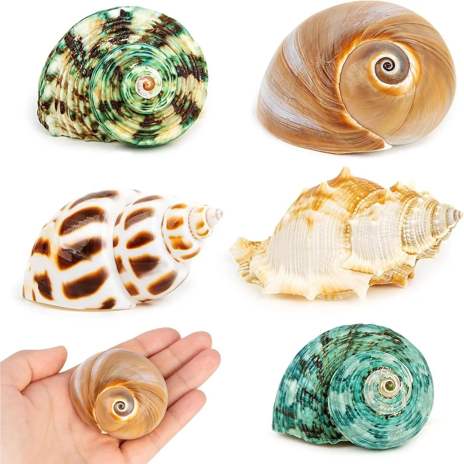 5PCS Natural Sea Conch Hermit Crab Shells, Medium Large Turbo Seashells 2.1"-2.8" Opening 0.9"-1.5" for Hermit Crab Supplies and Beach DecorationGift