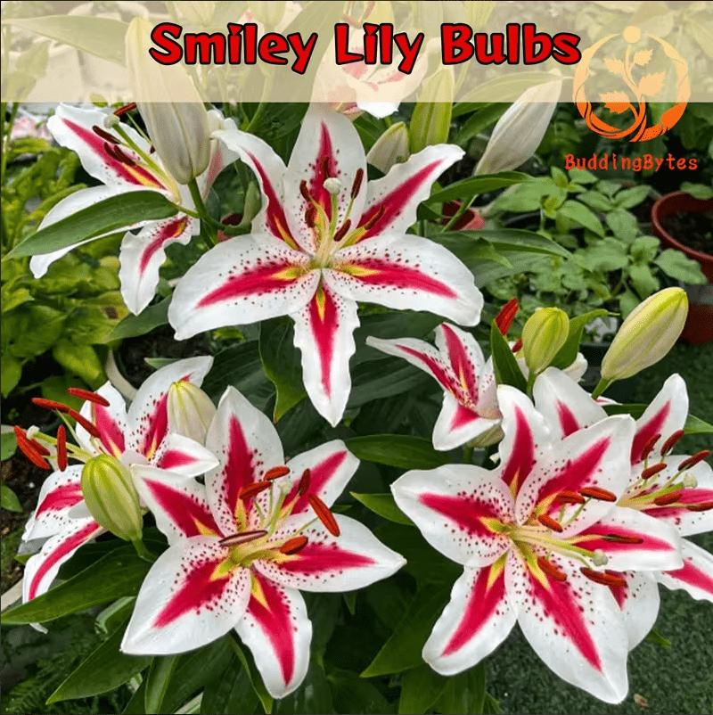 Smiley Lily Seeds - Unique and Cute + Easy to Grow + Compact
