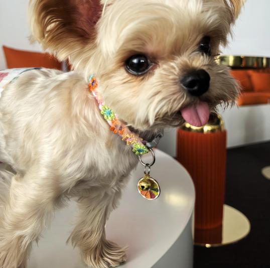 Colorful Lace Cat and Dog Collars, Harnesses, Adjustable Neck Accessories with Sunflower Heart or Lemon Pendants, Pet Everyday Wear for Small Dogs and Cats